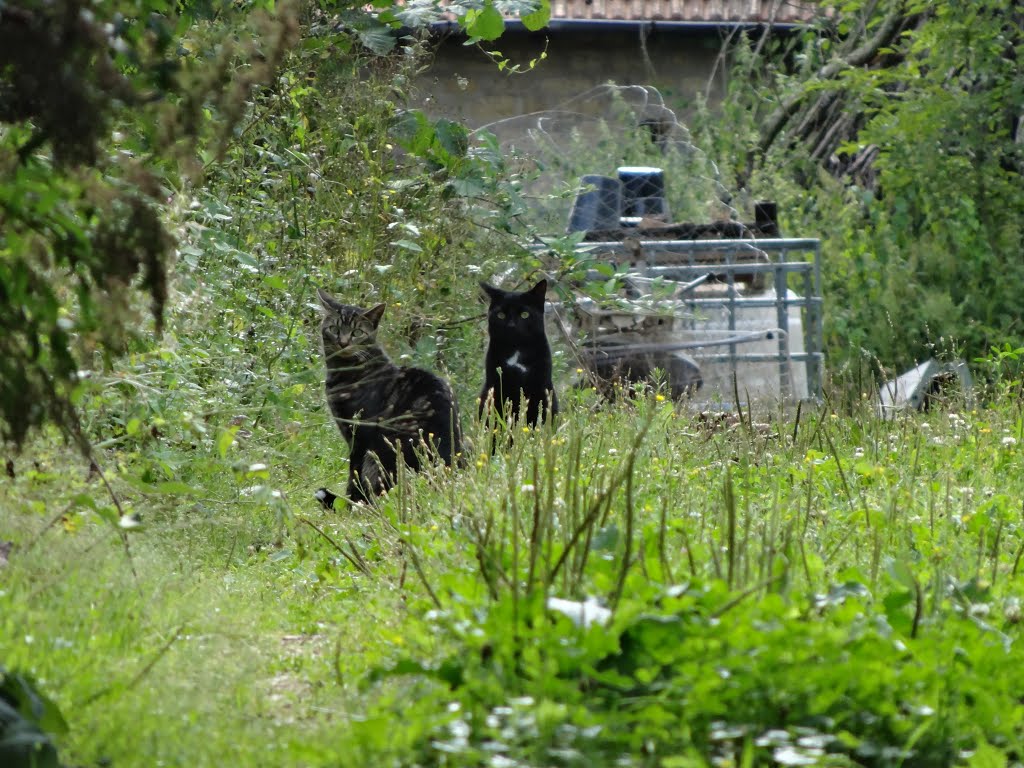 Deux gros chats – à Laneuville-sur-Meuse, France by TitTornade