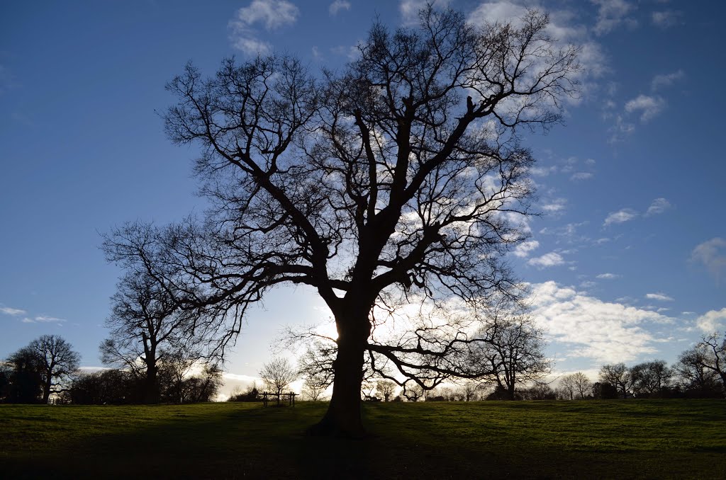 Tree Silhouette, Attenborough's Field by RobBobTun