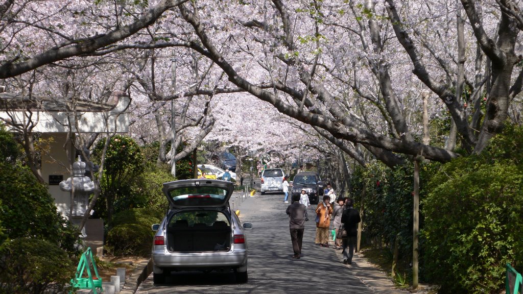 桜のトンネル（宝満寺） by seatake