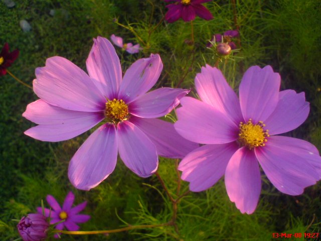 Pascuas Rosadas by Chela Cartagena