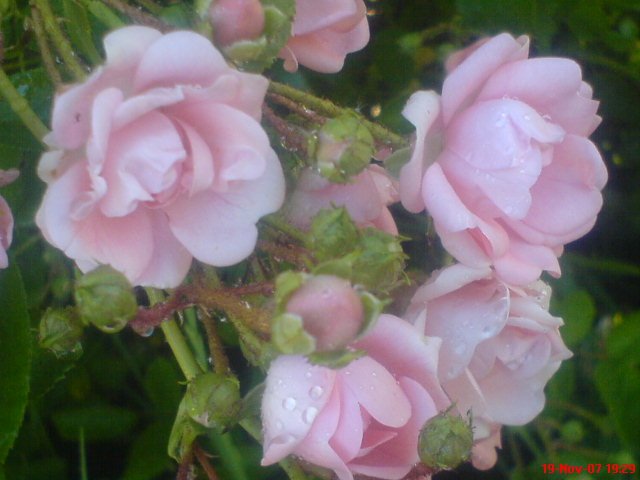 Rositas con rocío en Primavera, San Carlos, Chile by Chela Cartagena