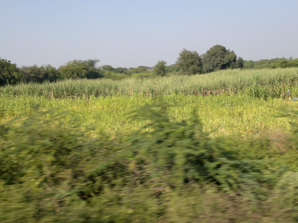 Sugar Cane Fields,Gulbarga, Karnataka, India by kamalakaranthati