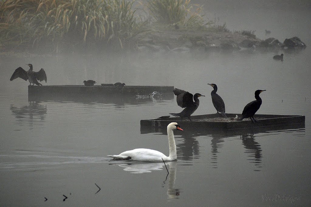 Jour de brume autour du lac (Louvain-la-Neuve) by yves.delvigne