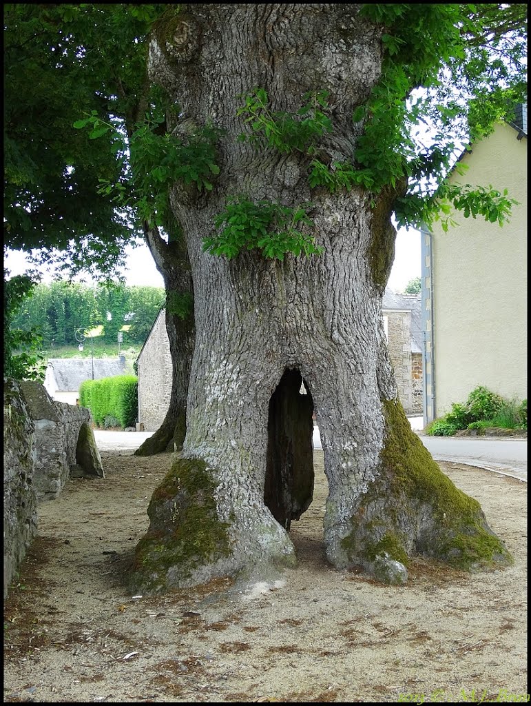 Arbres remarquables de France :Chênes de Locmaria-Berrien 4 à 6 fois centenaire.. by MJBrun