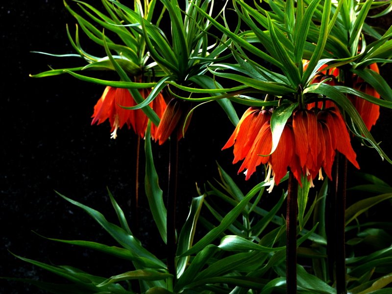 Mb - Kaiserkrone - Fritillaria imperialis im Bauerngarten by Margrit M. Berger (S…