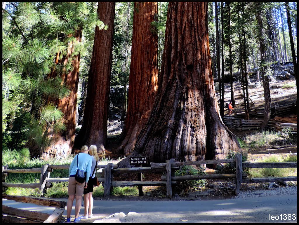 Giant Sequoias in Mariposa Grove Yosemite Park.© by leo1383 by leo1383