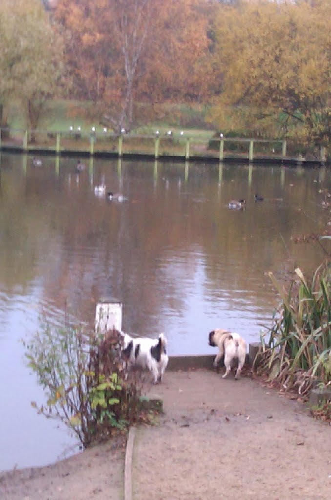 Wandsworth Common by Petersw17