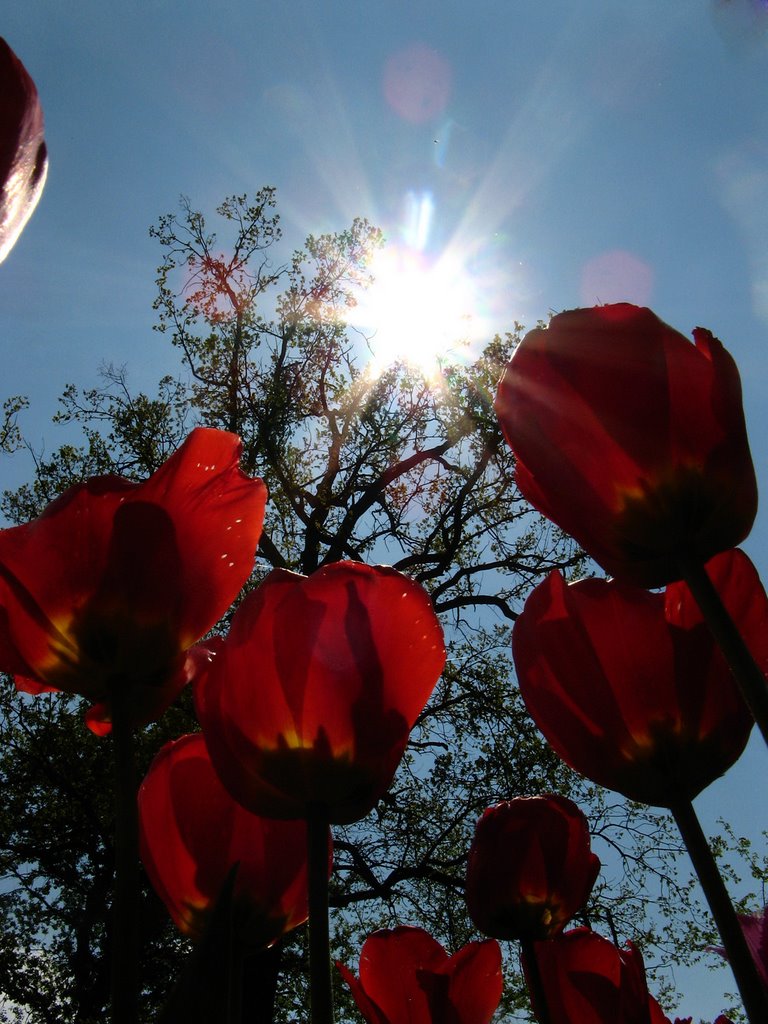 Petali in controluce by marco .gi 46