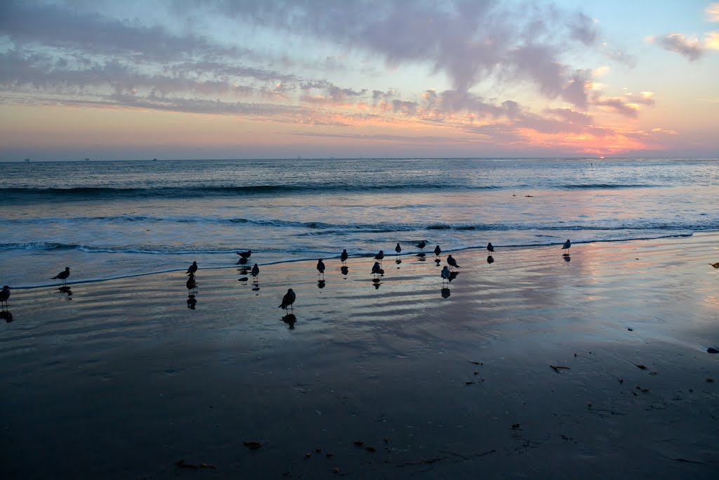 Birds at Carpinteria City Beach by dcwood13