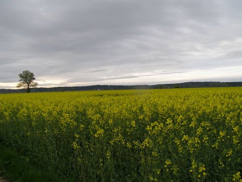 Oilseed rape by Anula Galus