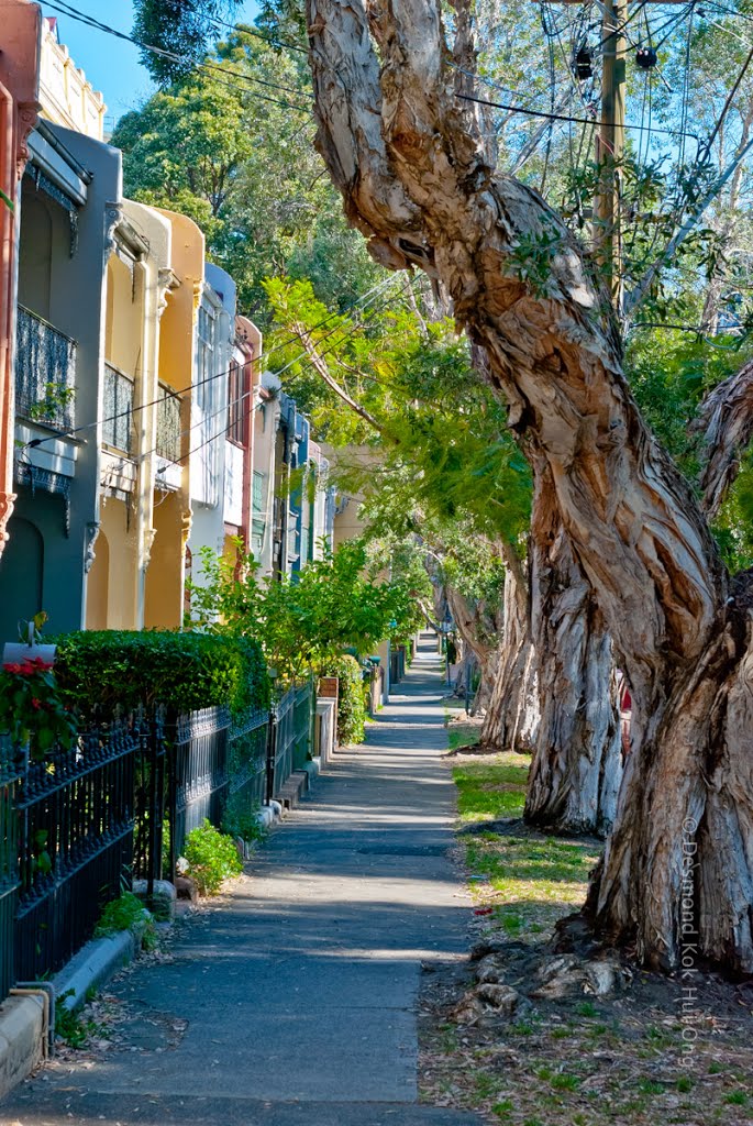 Urban Tree - Redfern by des_Ong