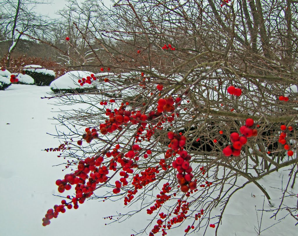 Winter Berries by idahodon