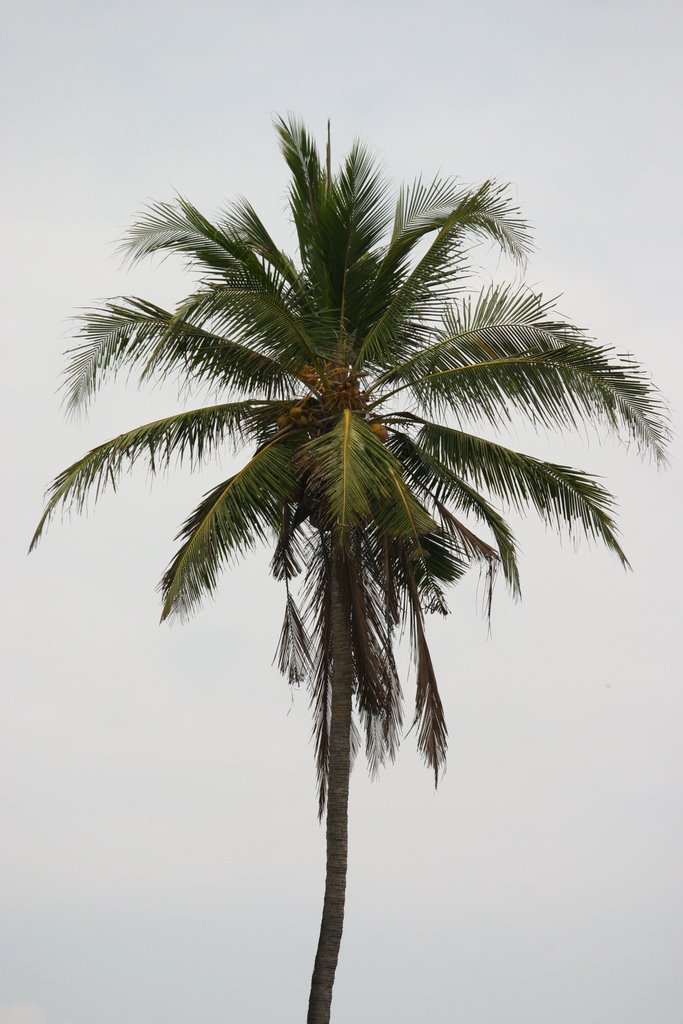 A lone coconut tree by Vinod Kalathil