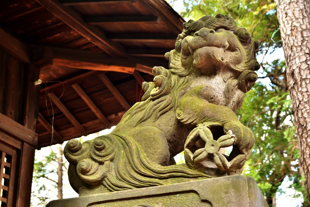 堀ノ内熊野神社　狛犬　HorinouchiKumano shinto shrine by nkmroioikkkz