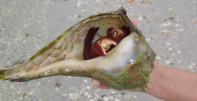 Hermit Crab on Lover's Key 12/2007 by Sean Allen