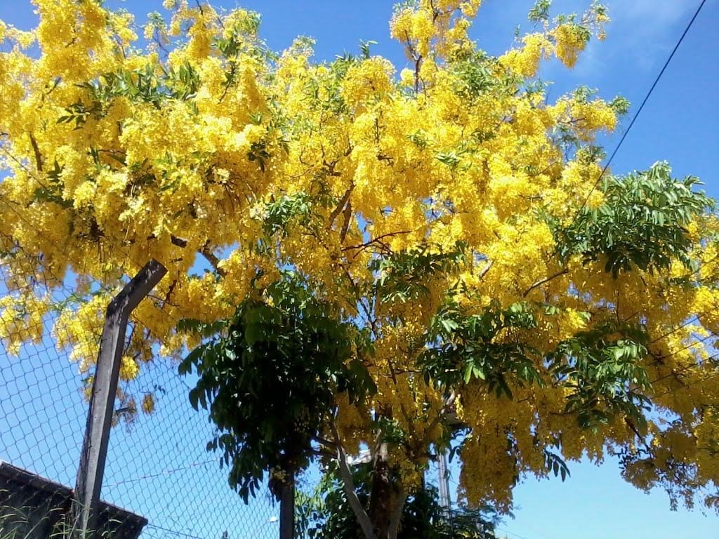 Jardim Estoril, Campinas, SP, Brasil by J Araújo