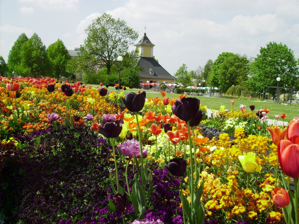 Am Tulpenmeer by Metzner