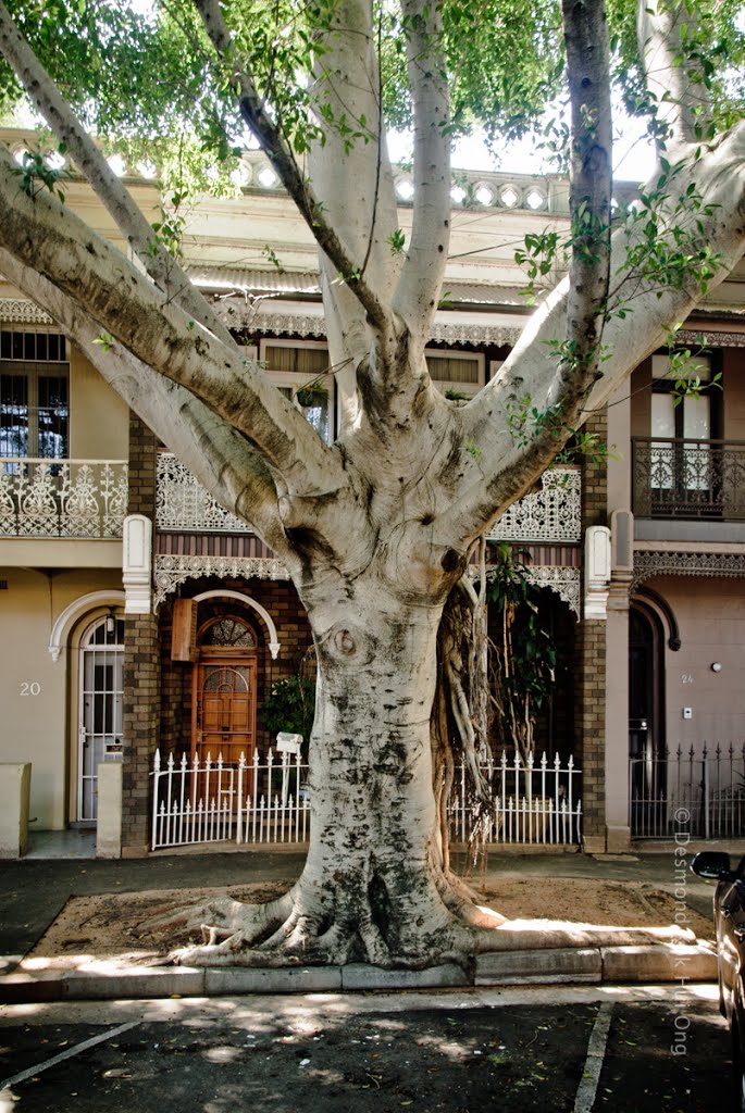 Urban Tree - Paddington by des_Ong