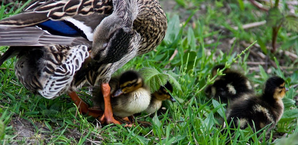 Happy Mother's Day! by ai savery