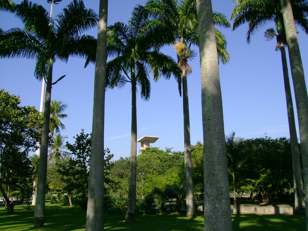 Palmeiras - MAM - Aterro - Rio by nilto de sousa jorge