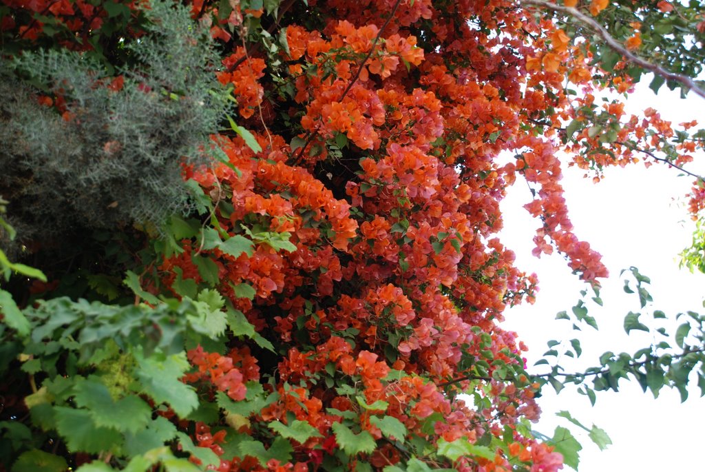 RICHT FLOWERS MEDITERANIOAN CLIMATION FROM MERSIN by nataliapoddubniak