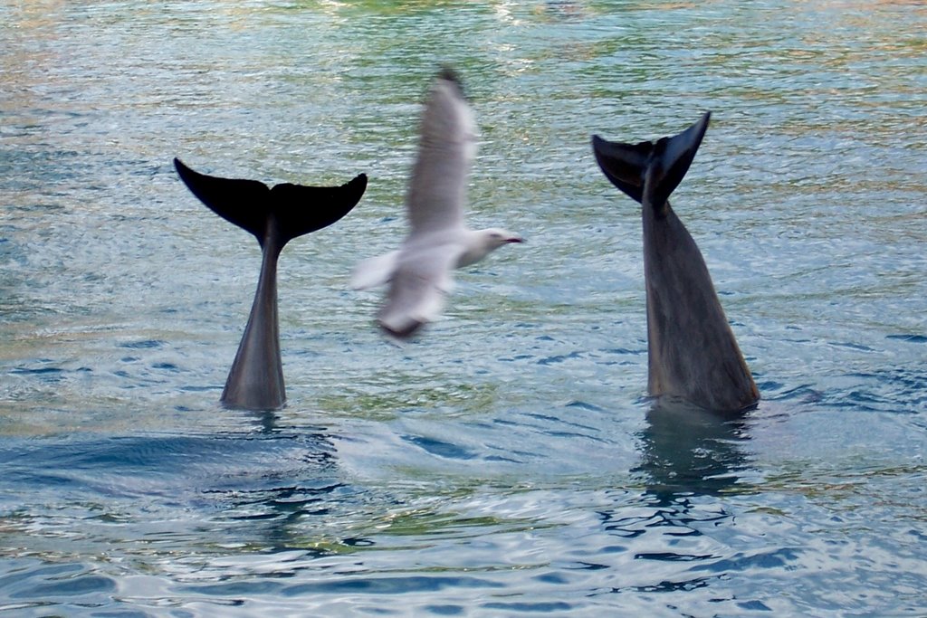 Dolphins at Sea World Gold Coast by Pat Clarke