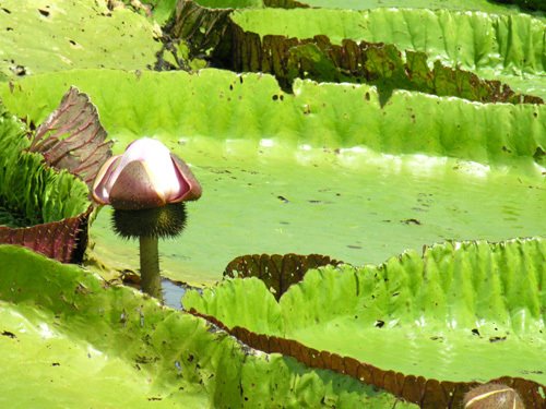 Flower of Victoria amazonica by IPAAT