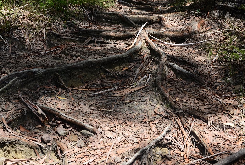 Bushwalk from Cheltenham to Pennant Hills, Sydney, Australia by RayGerke