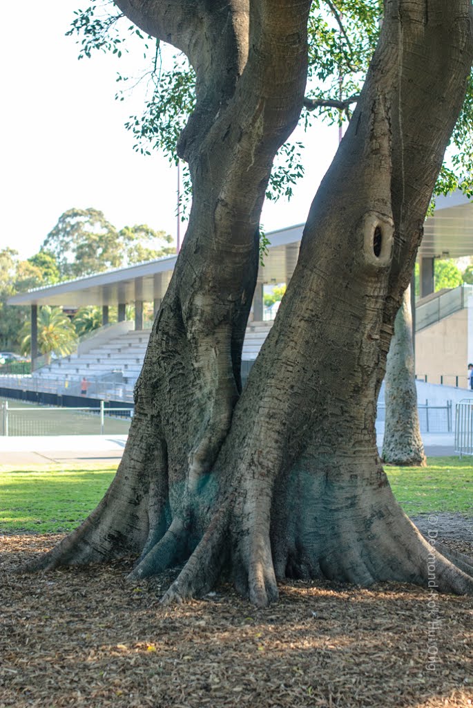 Urban Tree - Redfern by des_Ong