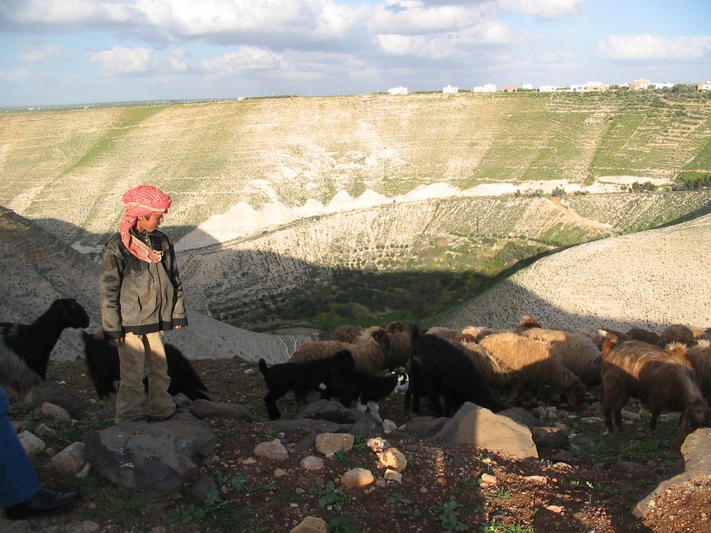 Shepherd by ALI ALODAT by ALI AL-ODAT