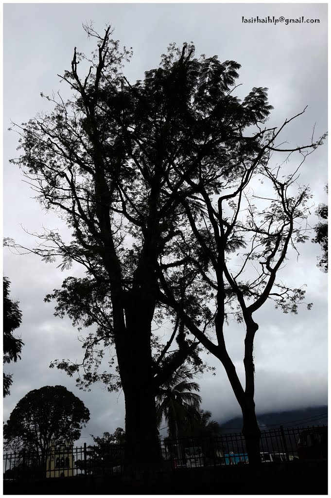 A Tree in the City of Badulla by lasithaihlp