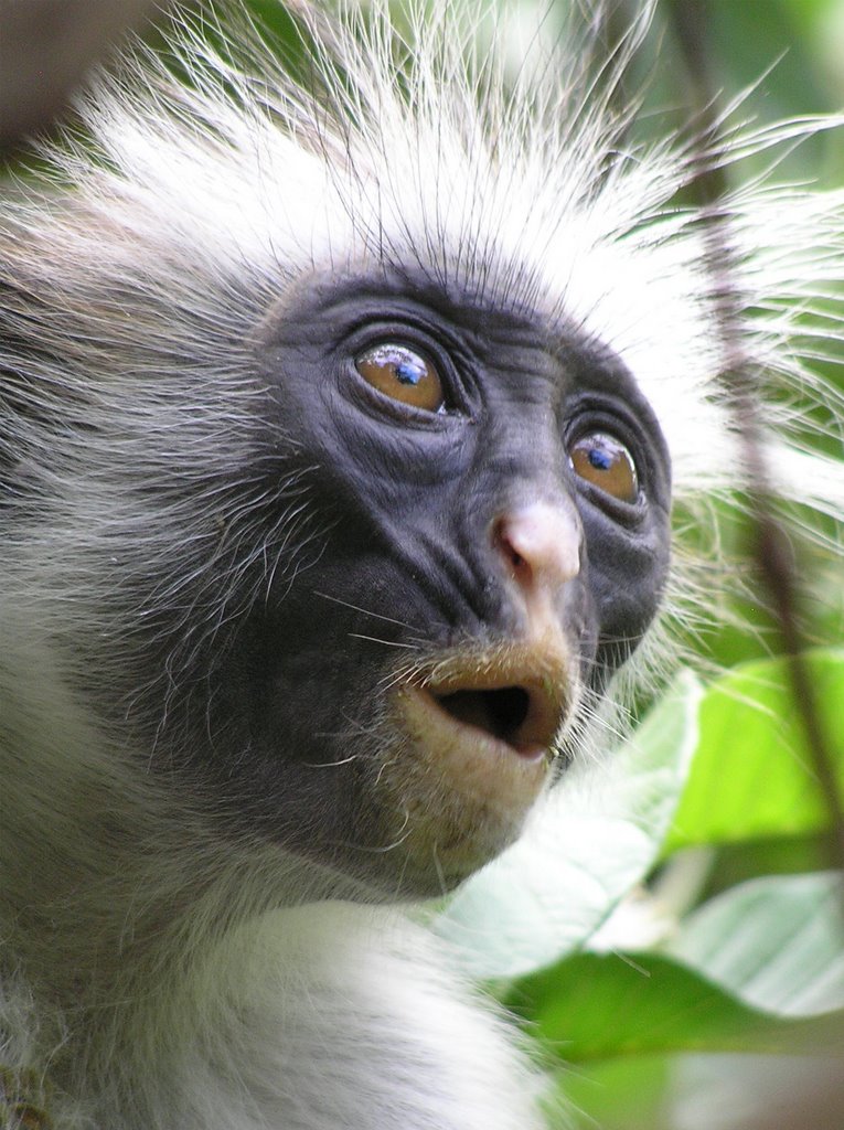 Close up Red Colobus Monkey, Jozani Forest by tanli