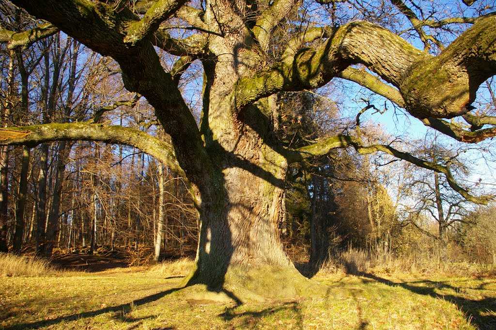 Sulzeiche bei Walddorf, oberhalb des Schaichtals by Reto Börner