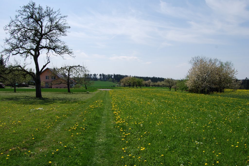 Alemania, Holzbronn by Milton Hubert