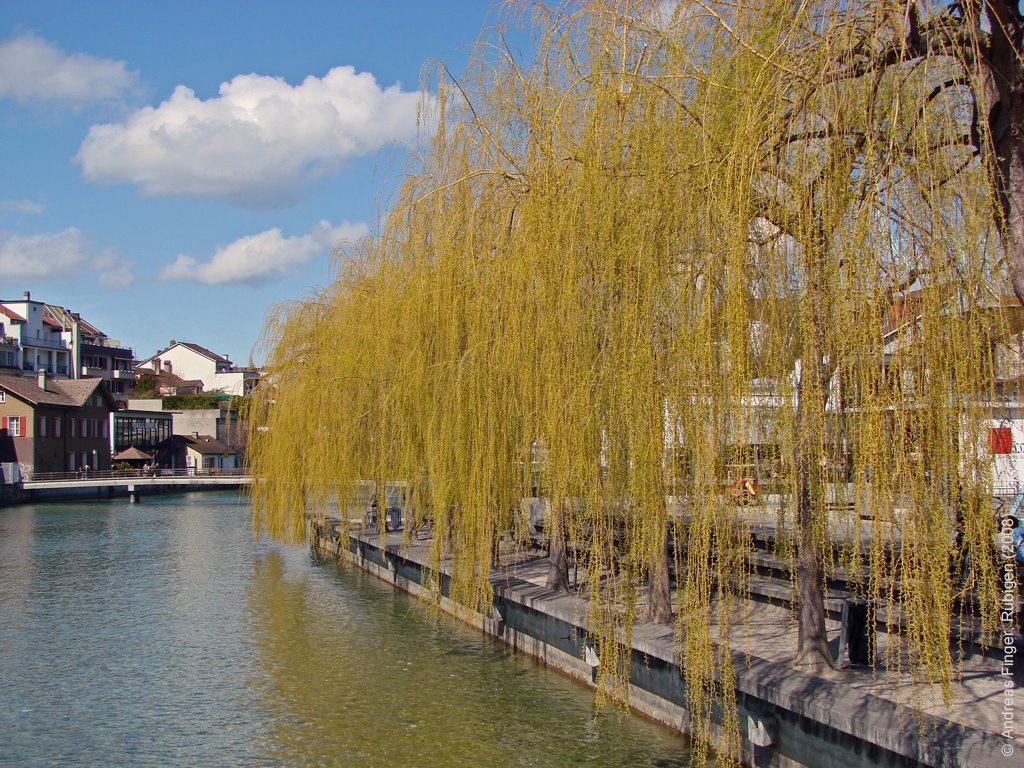 Thun, Mühleplatz - Frühling der Trauerweiden © AndreasF by © AndreasF