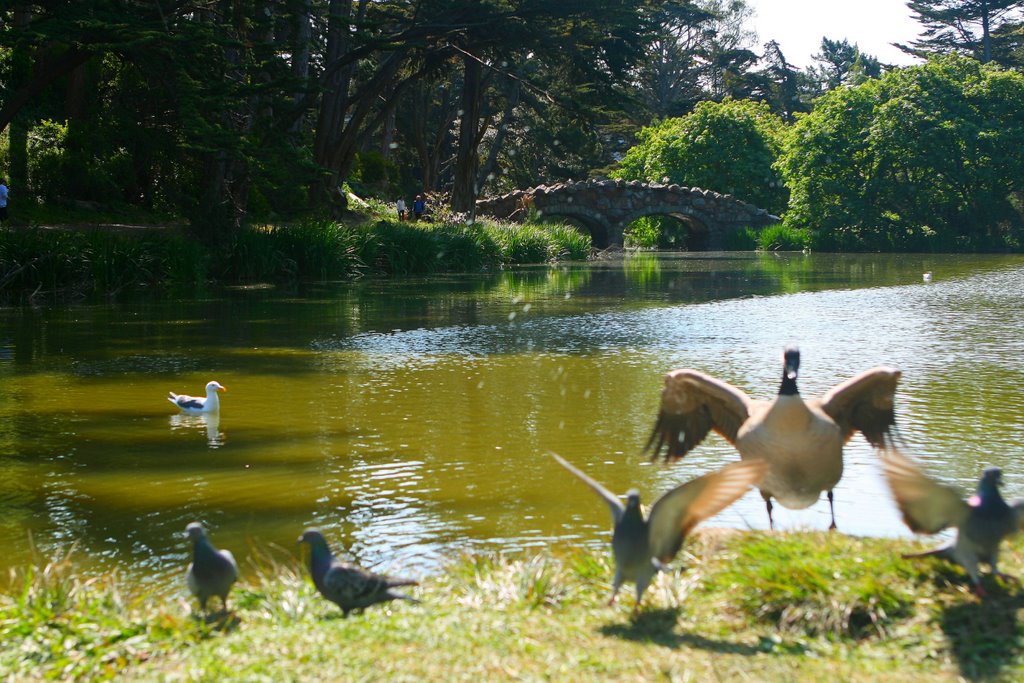 Ducks at Stow Lake by Rosencruz Sumera