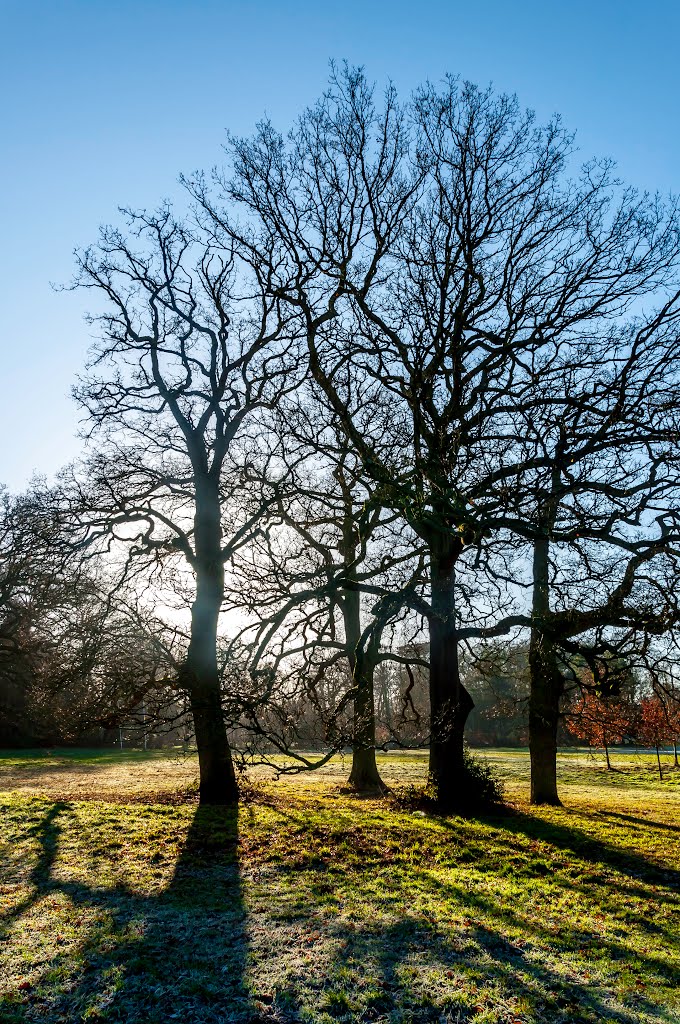 Lily Hill Park by DAVID ROBINS