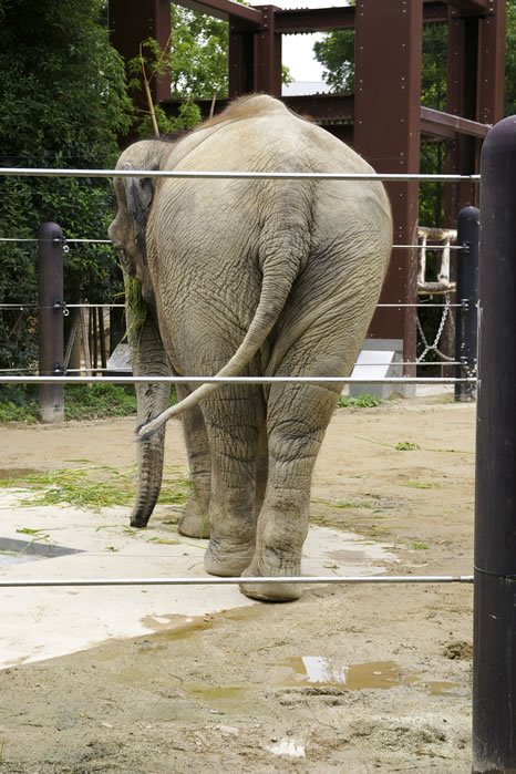 上野動物園のゾウ by moch ksaki