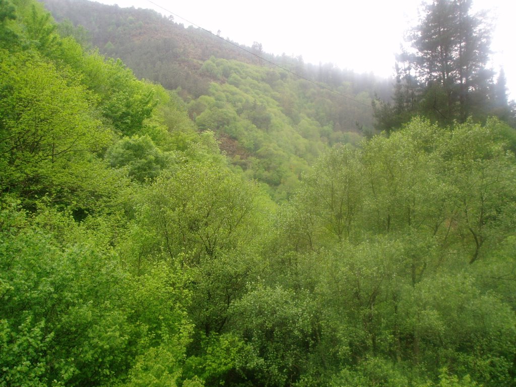 Bosque de Ribeira by Eladio Cortizo