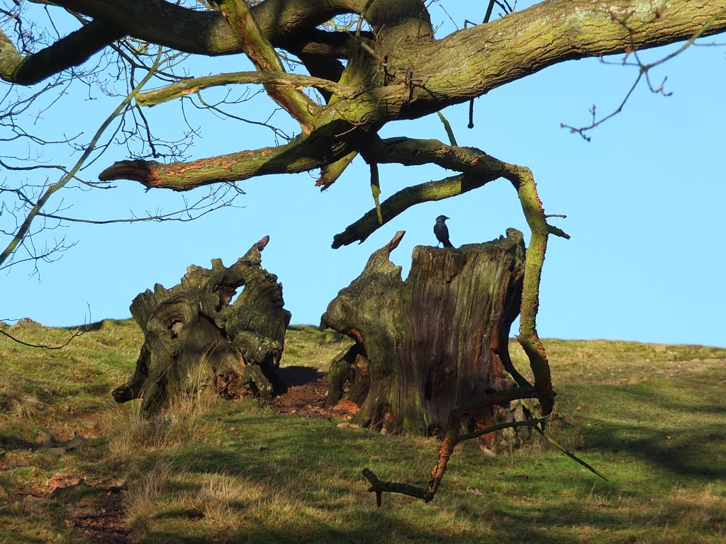 Dead ends Oaks of Bradgate Park, Newtown Linford by Bobsky.