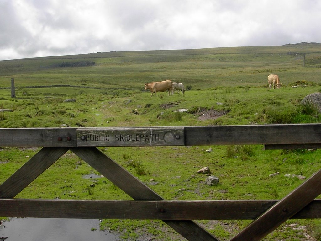 Public bridlepath across cattle herd by RMLange