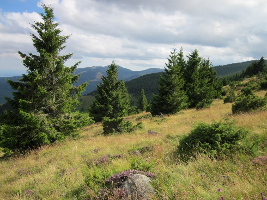 Abandoned mountain pasture, Hilsenfirst, alt. ~1200-1250 m by psigwalt