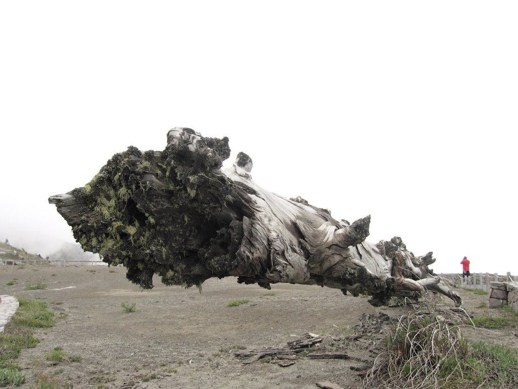 Scorched tree, almost mummified by Sybren