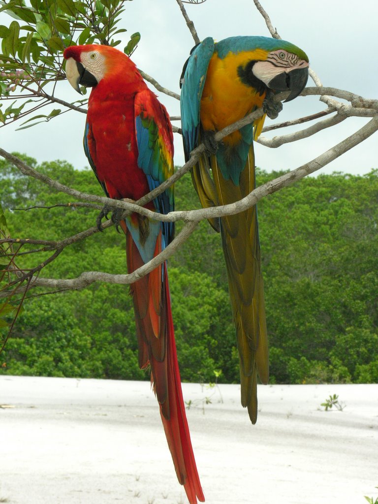 Ara parrots by IPAAT