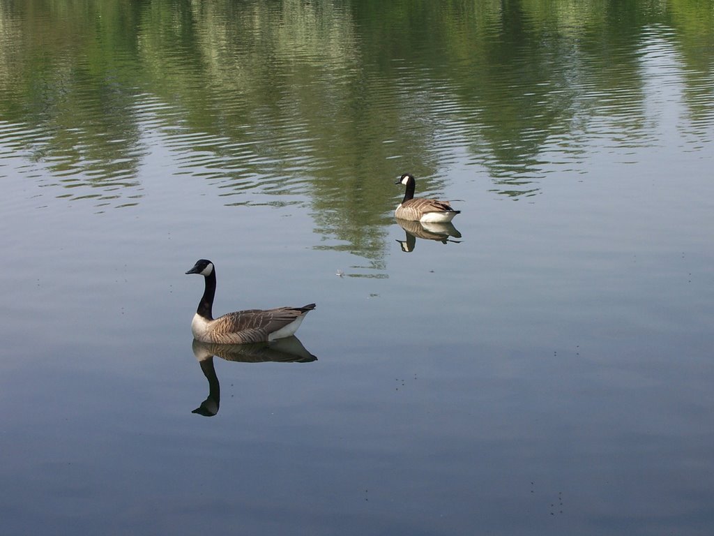 Mill Pond, Reddish Vale. by GrahamC