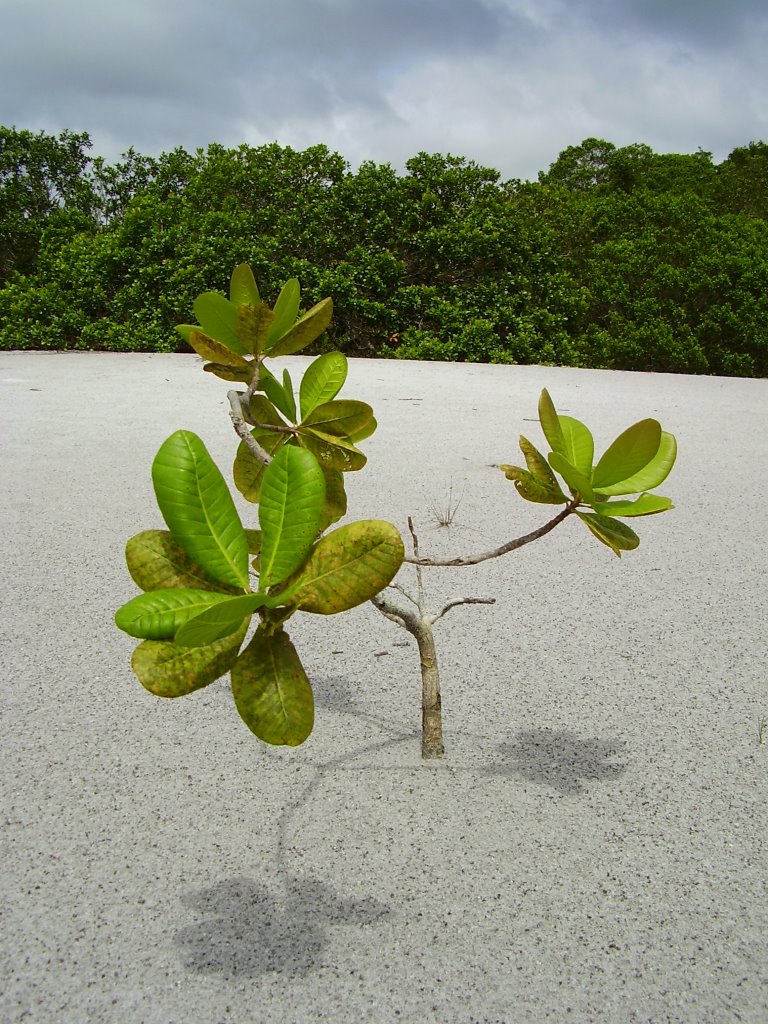 Amazonia is the desert covered by a wood by IPAAT