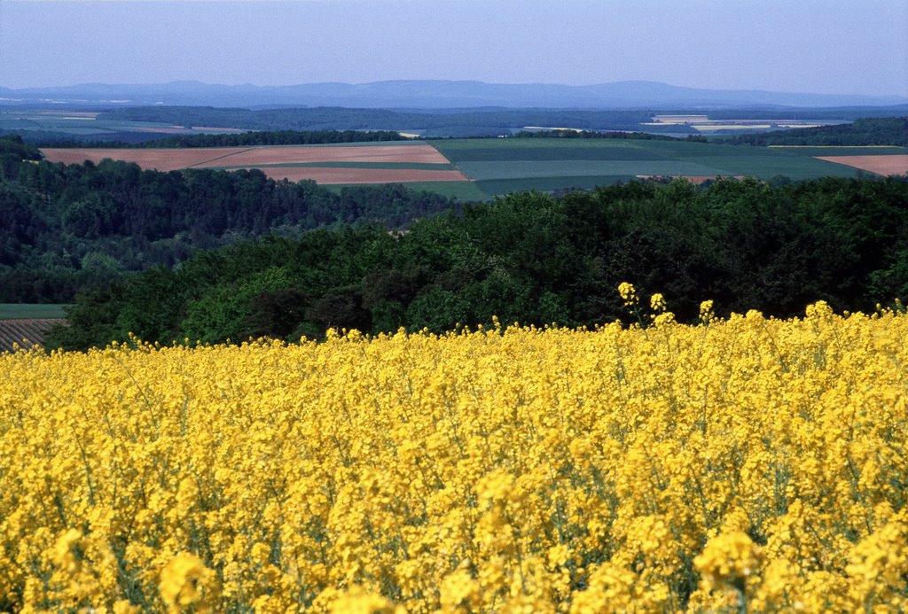 Breitfeldhöhe 387m Blick Rhön Kreuzberg by Senkbeil