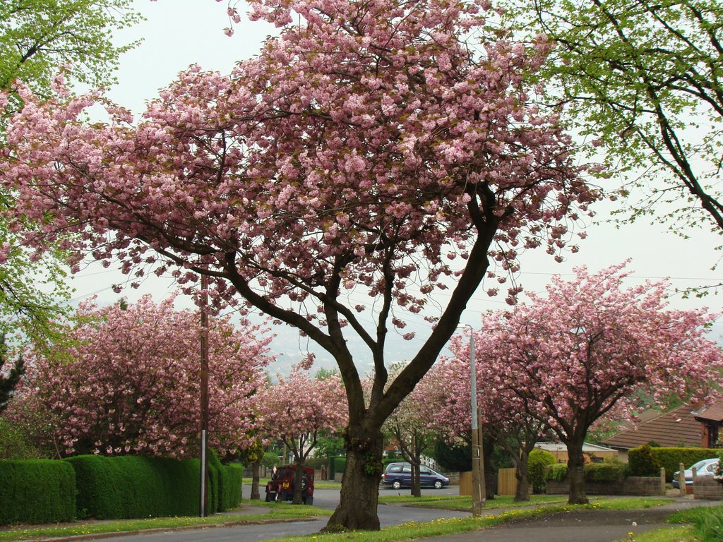 Flowering Cherry Blossom trees on Hagg Lane, Crosspool, Sheffield S10 by sixxsix