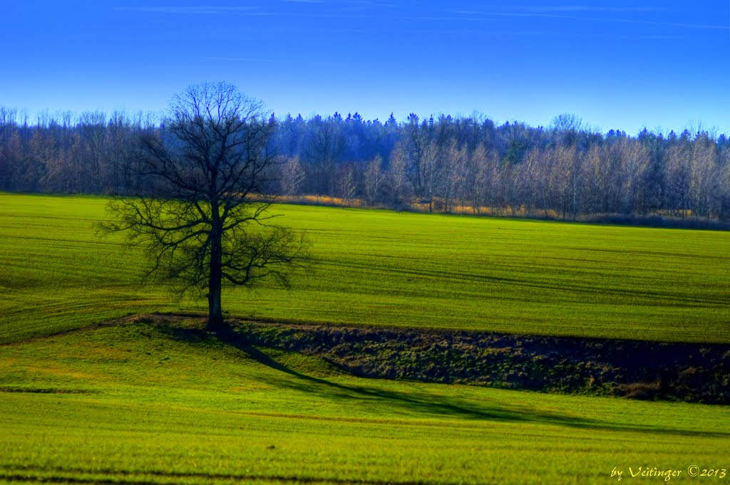 Der Baum und sein Schatten by Veitinger