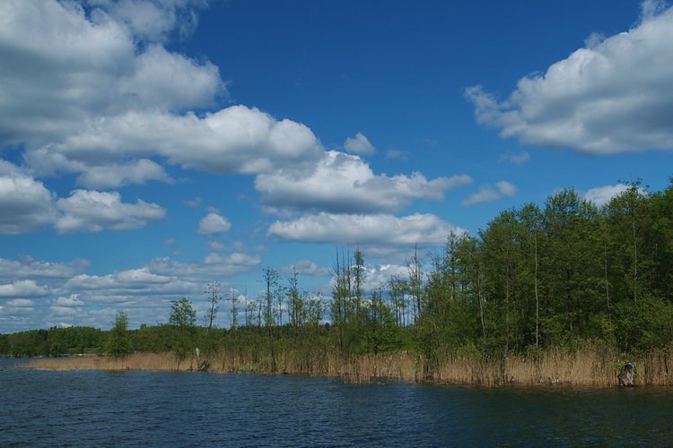 A view on a dying wet forest in the Kownatki lake. by Pawel Sidlo